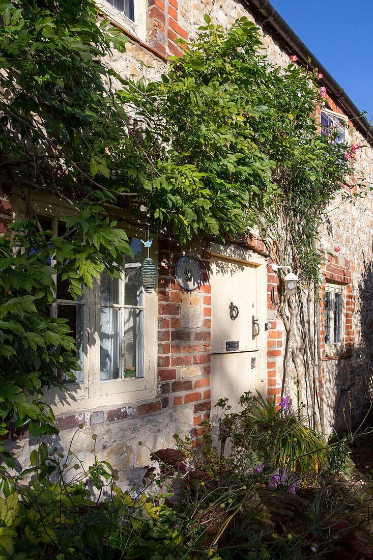 Kletterpflanze über der Eingangstür von Amberley cottage in West Sussex UK