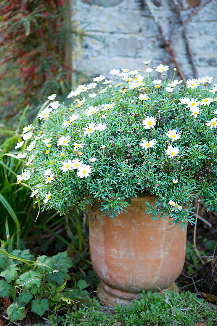 Blühende Margeriten (Argyranthemum frutescens) in einem alten Terrakotta-Topf in Cornwall UK