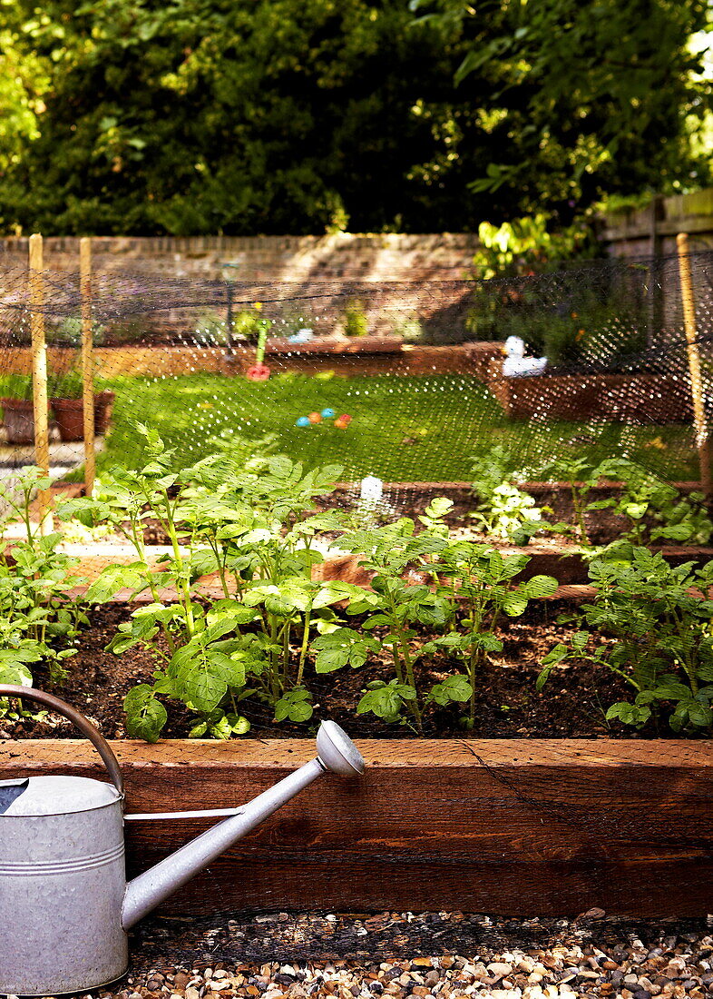 Watering can and raised beds in garden exterior of London family home  England  UK