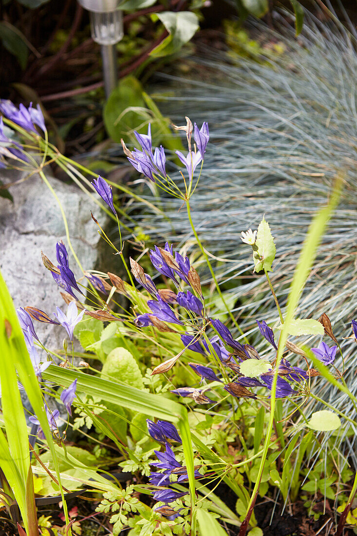 Lila blühende Pflanze im Garten von Alloa, Schottland UK