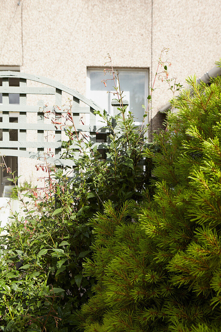 Hedging and pergola in Alloa garden  Scotland  UK