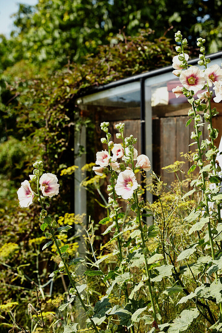 Flowering plants in Brabourne garden,  Kent,  UK