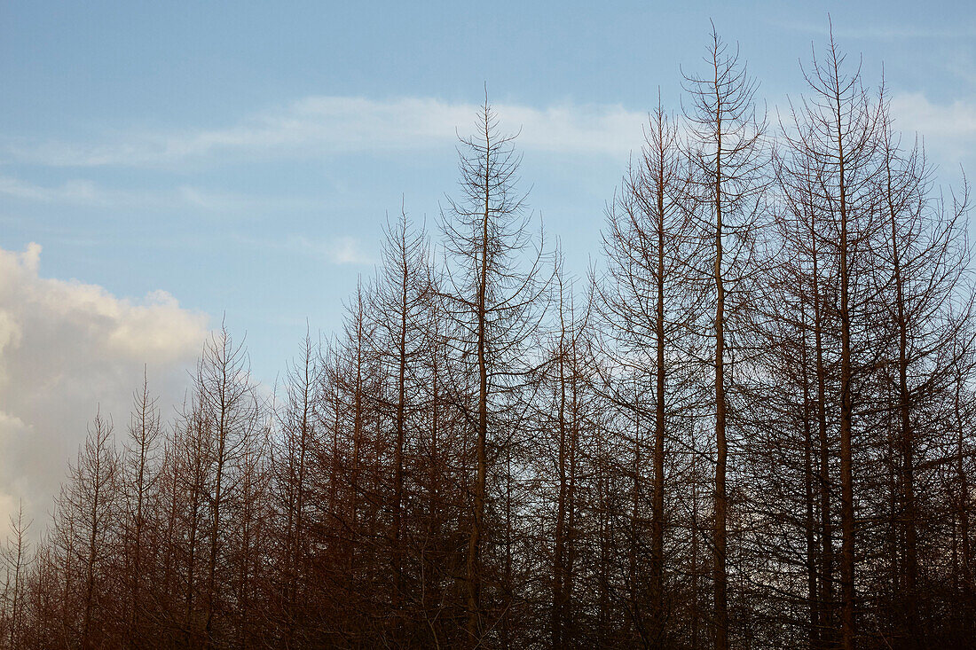 Bare treetops in Devon woodland  UK