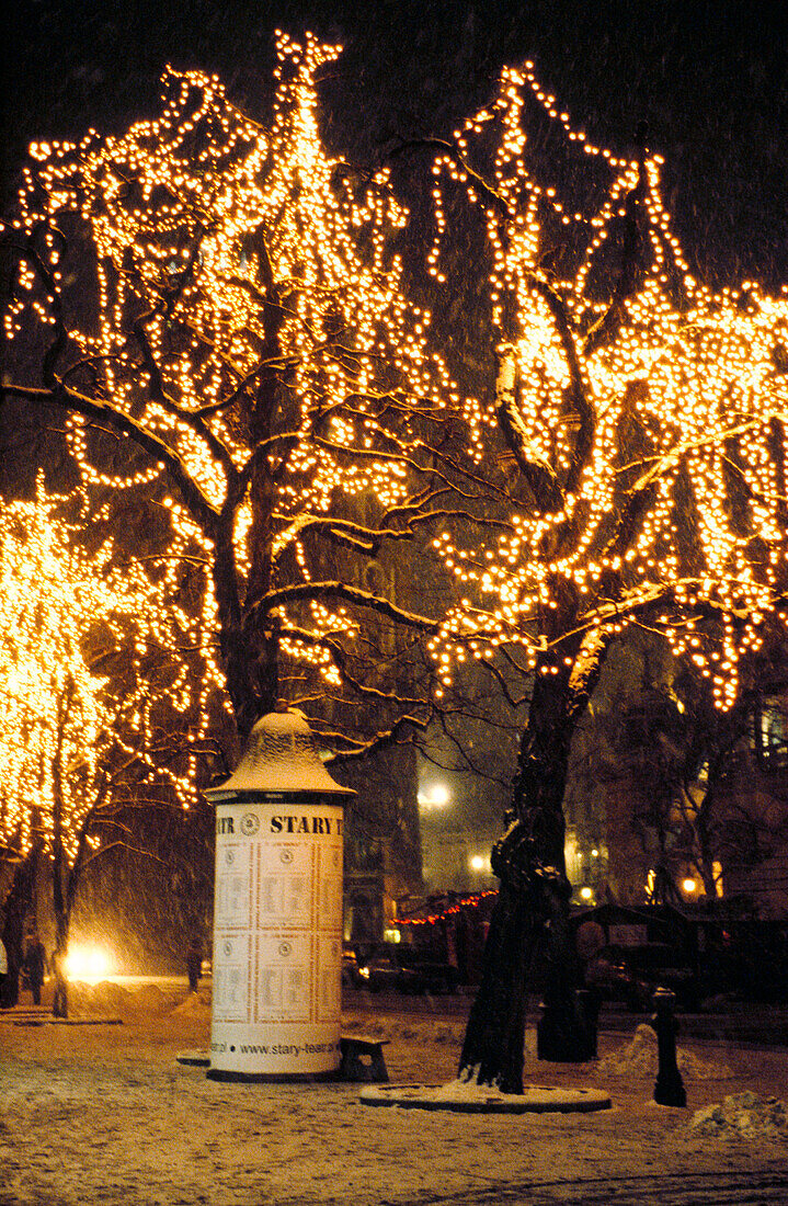 Trees decked with Christmas lights in the snow