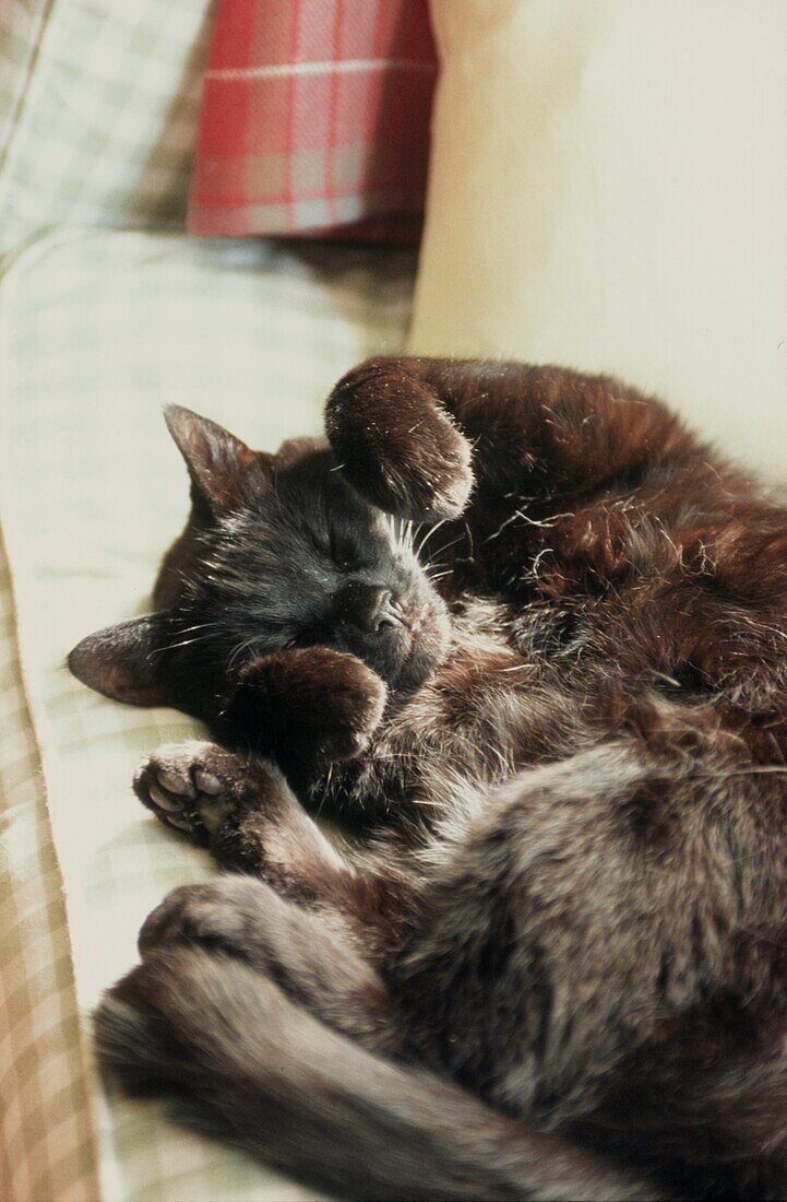 Hauskatze auf dem Rücken schlafend auf einem Sofa