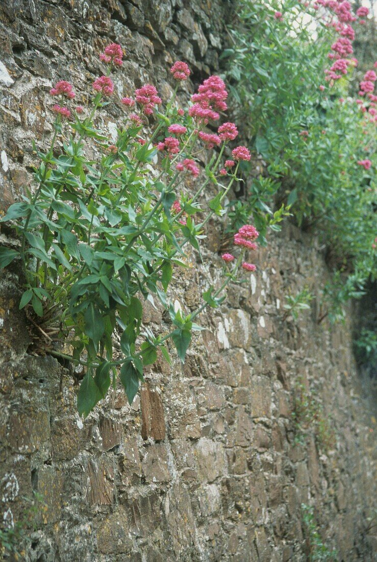 Rosa Felsenblumen an einer Steinmauer in einem ländlichen Garten