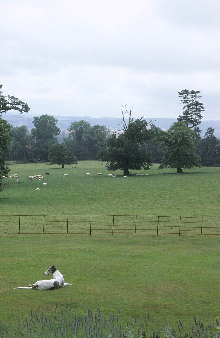 Windhund auf Rasen vor einer Wiese mit Schafherde