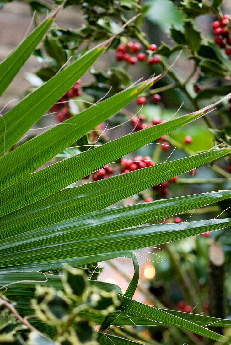 Laub und Weihnachtsbeeren