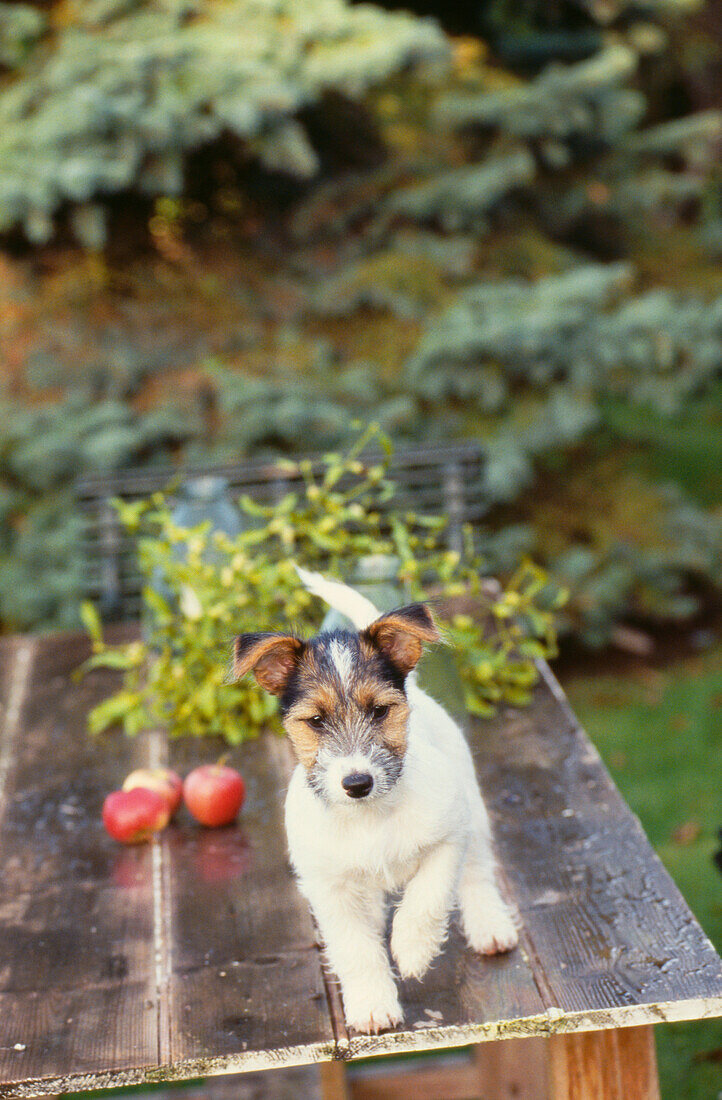 Jack Russell on wooden garden table