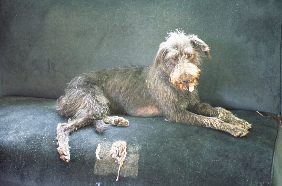 Old theatre bench seat upholstered spot for family dog 