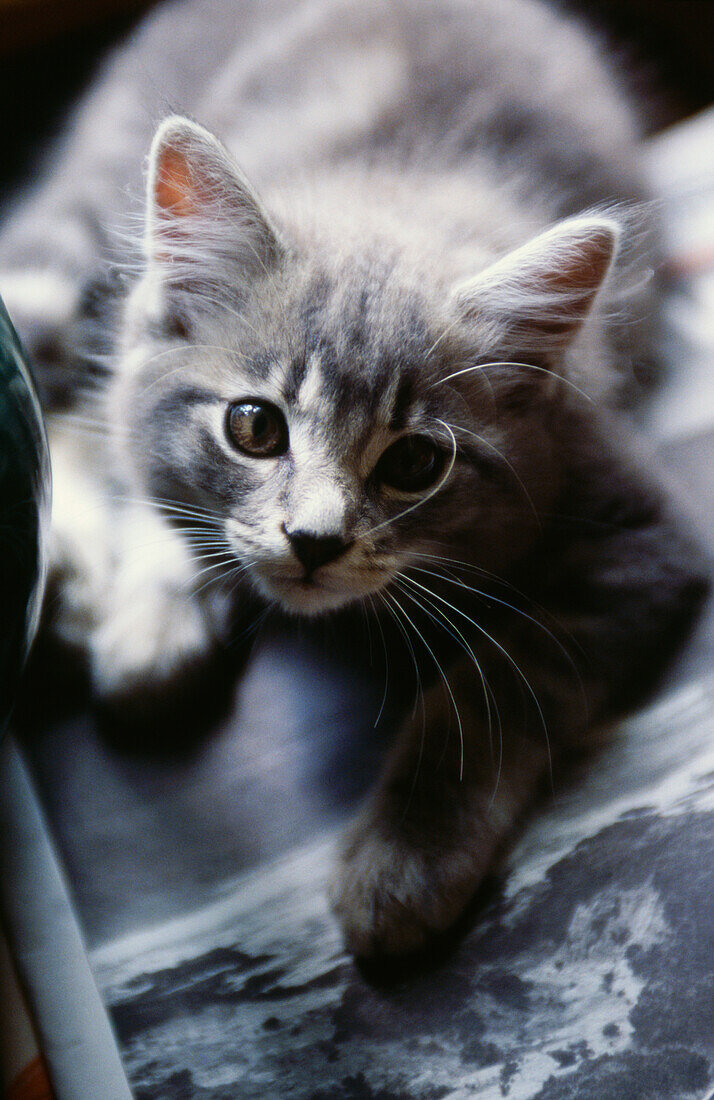 Graue Katze in einem Landhaus in Suffolk