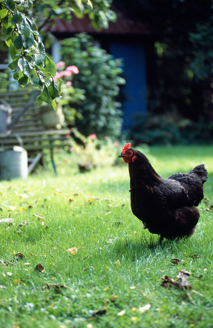 Hen