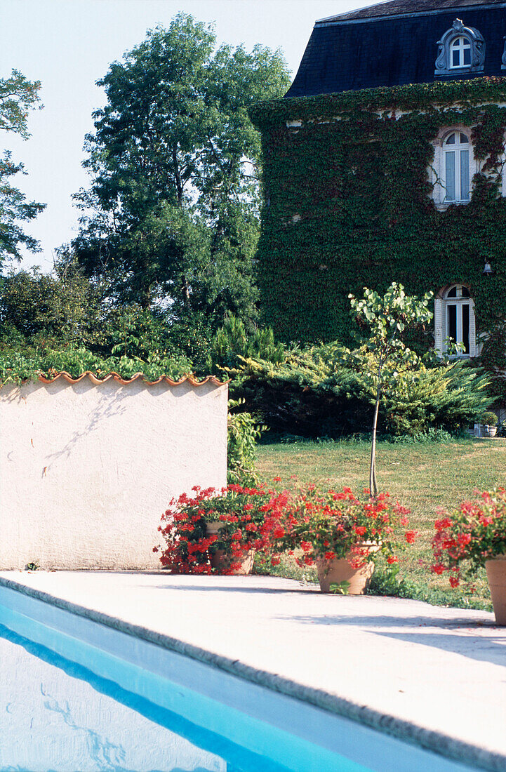 Pot plants in bloom on poolside area of ivy-clad French house