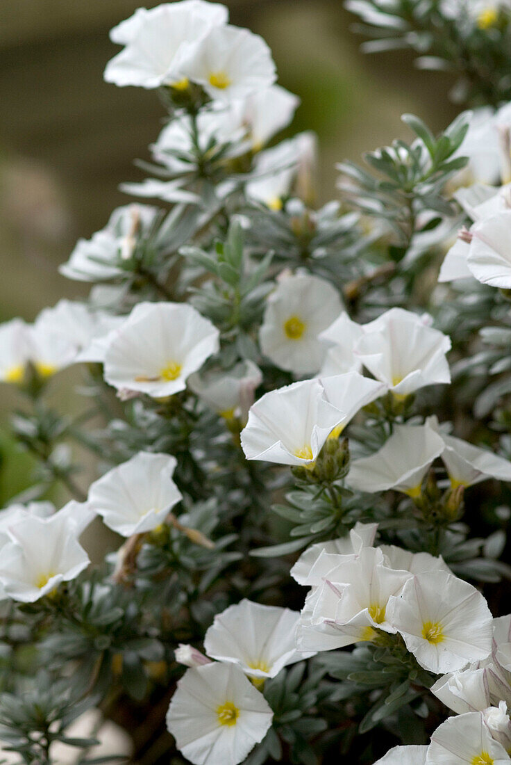 Detail von weißen Gartenblumen