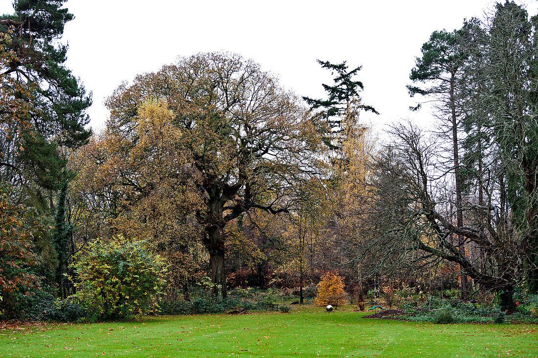 Winter trees in grounds of Forest Row country house, Sussex, England, UK