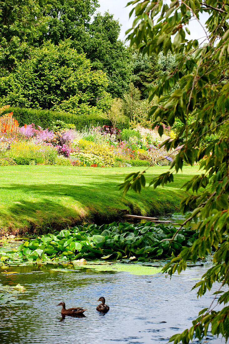 Ducks float on water in grounds of rural Suffolk country house England UK