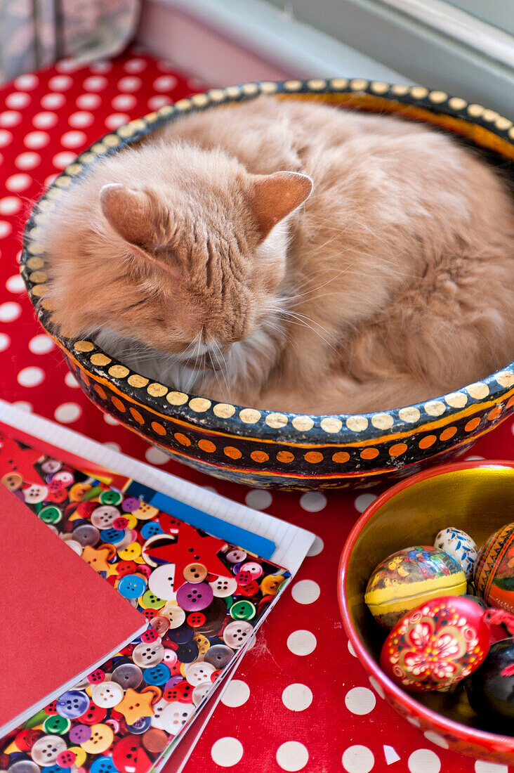 Cat sleeping in bowl on windowsill of Essex home, England, UK