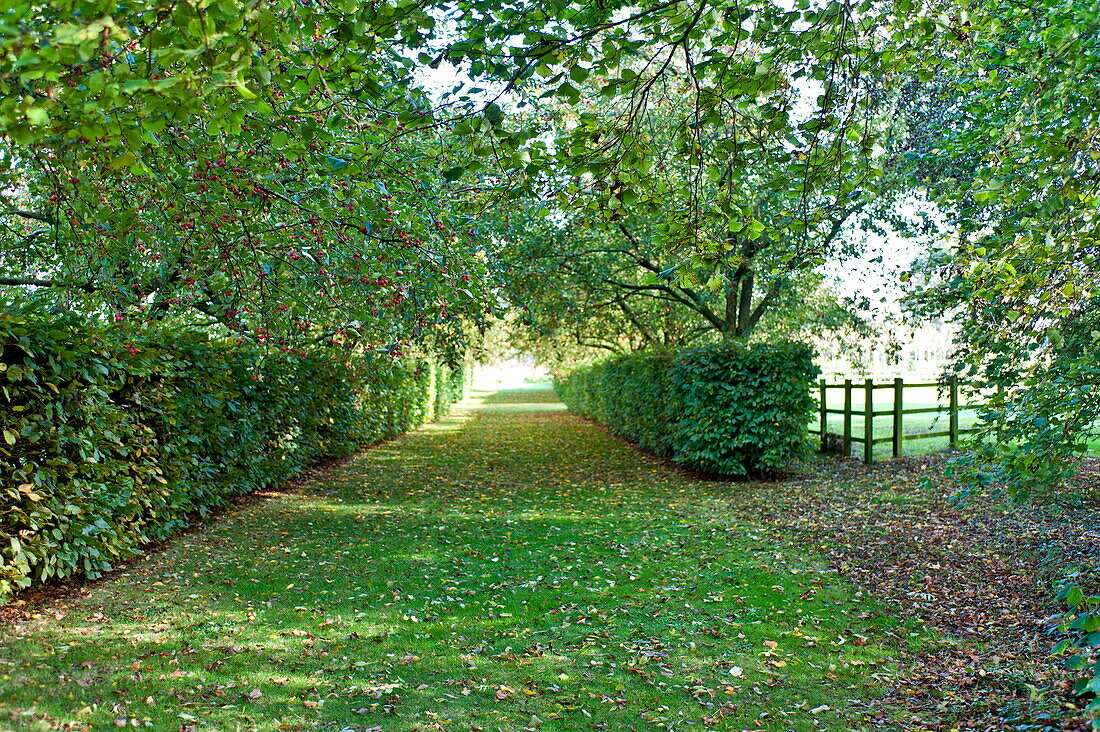 Hawthorn (Crataegus) tree and hedges in back garden, Blagdon, Somerset, England, UK