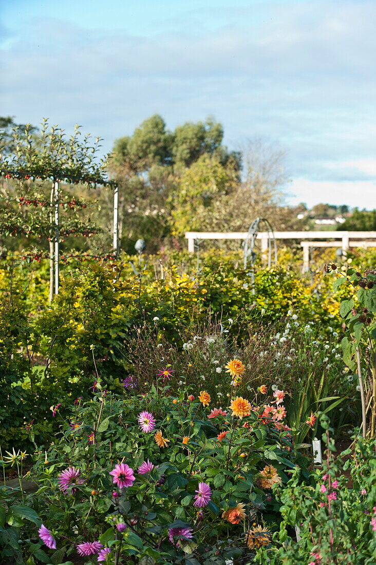 Flowering plants in kitchen garden, Blagdon, Somerset, England, UK