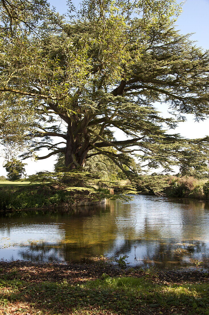 Baum neben einem See auf dem Gelände eines Landhauses in Suffolk, England, UK