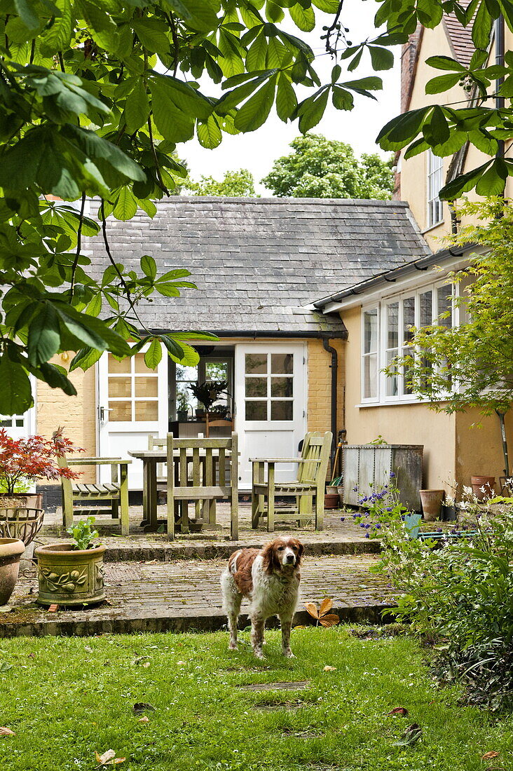 Dog standing in garden exterior of Essex/Suffolk home, England, UK