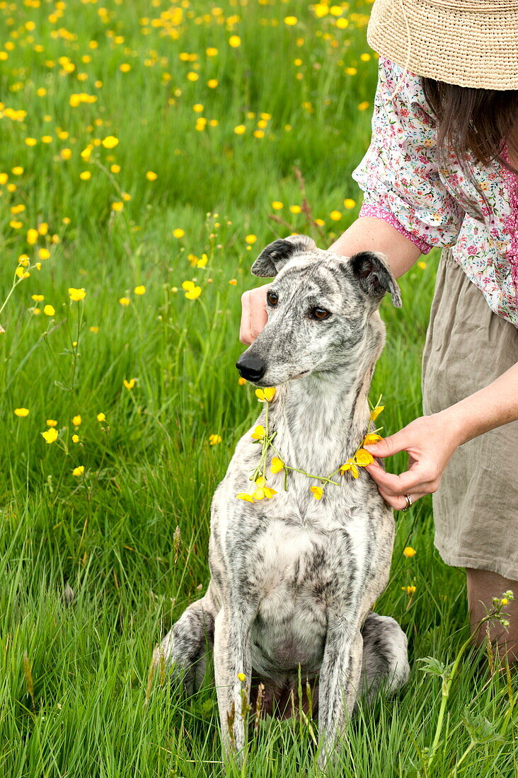 Woman placing buttercup chain (Ranunculus) on dog, Brecon, Powys, Wales, UK