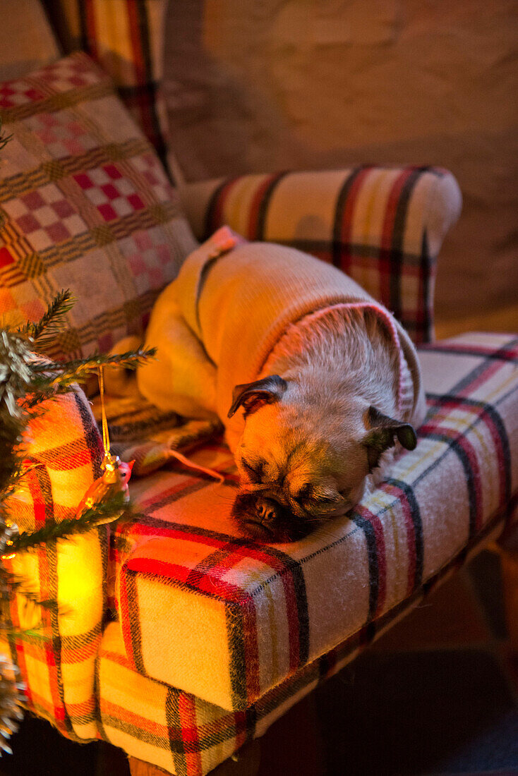 Hund schläft auf kariertem Sessel in einem Haus in Tregaron, Wales, UK