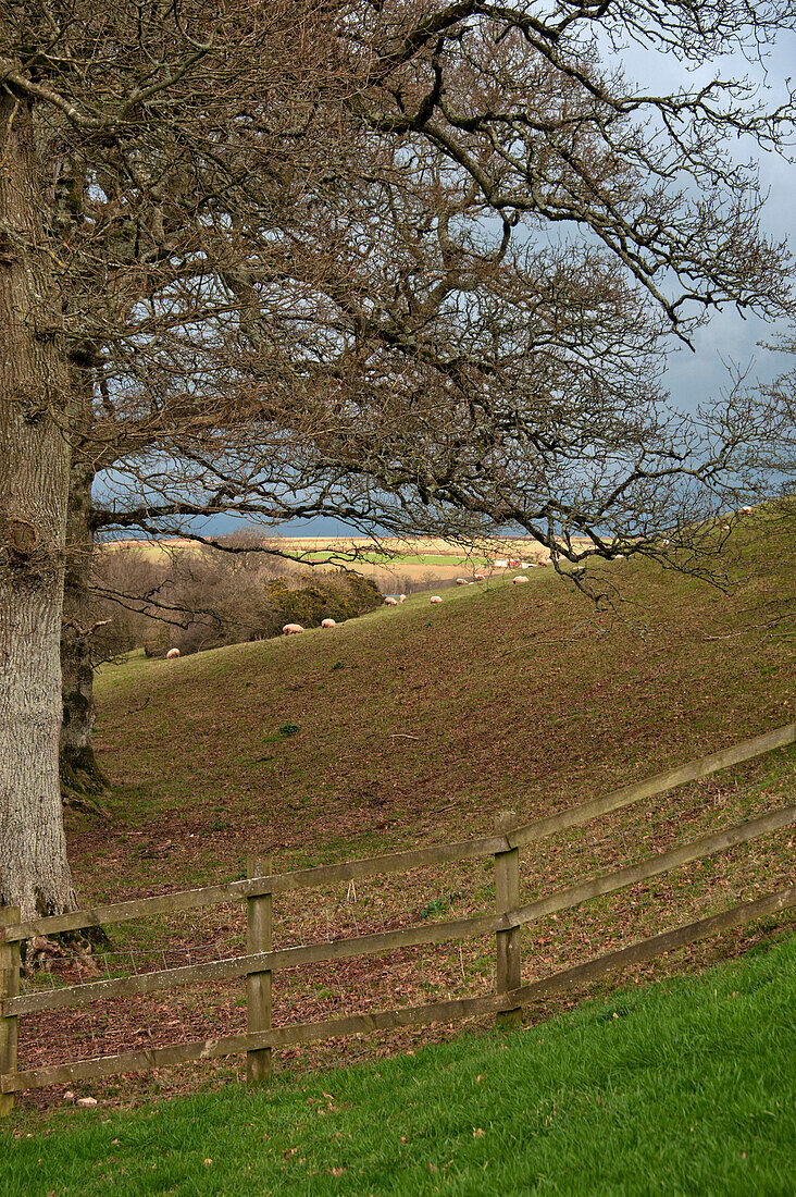 Schafe grasen auf einem Hügel in der Landschaft von Sherford in Devon UK