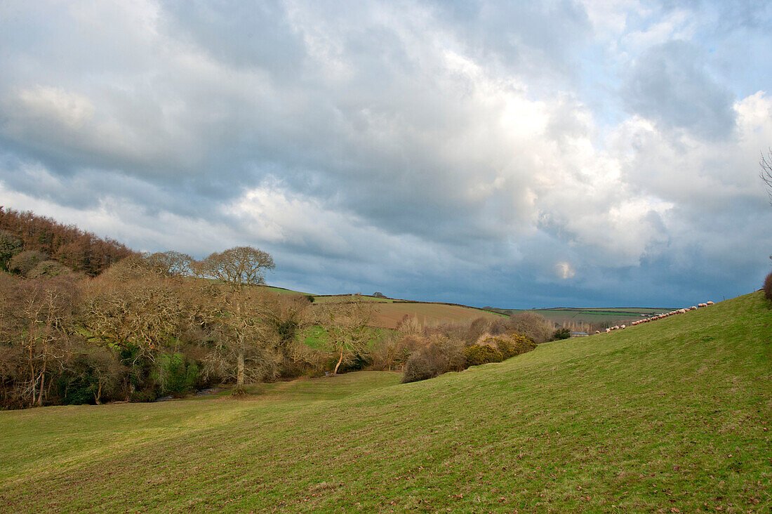 Bewaldete Hügellandschaft in der Landschaft von Sherford, Devon, Vereinigtes Königreich