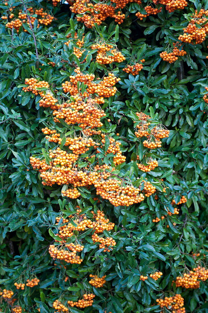 Firethorn (Pyracantha) evergreen shrub berries in Blagdon garden, Somerset, England, UK