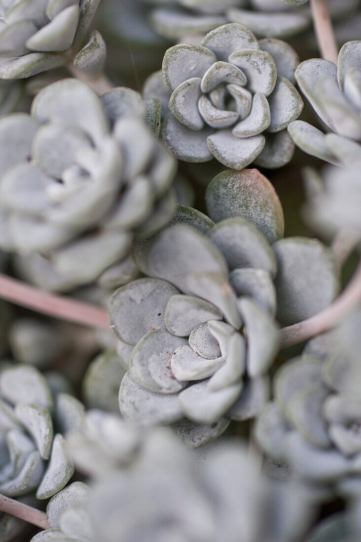 Verschiedene Blütenköpfe der Sukkulente Echeveria Pollux in einem Gewächshaus, Blagdon, Somerset, England, UK