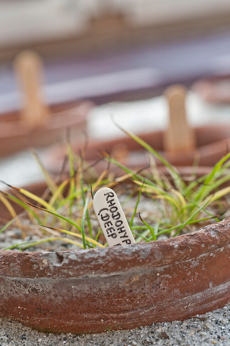 Rhodohypoxis plant label in terracotta pot, greenhouse interior, Blagdon, Somerset, England, UK