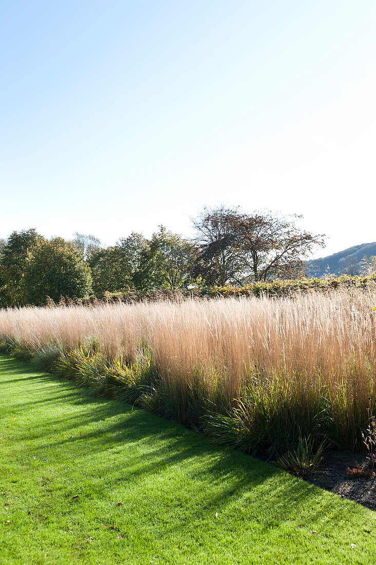 Sunlit grass border in rural garden, Blagdon, Somerset, England, UK