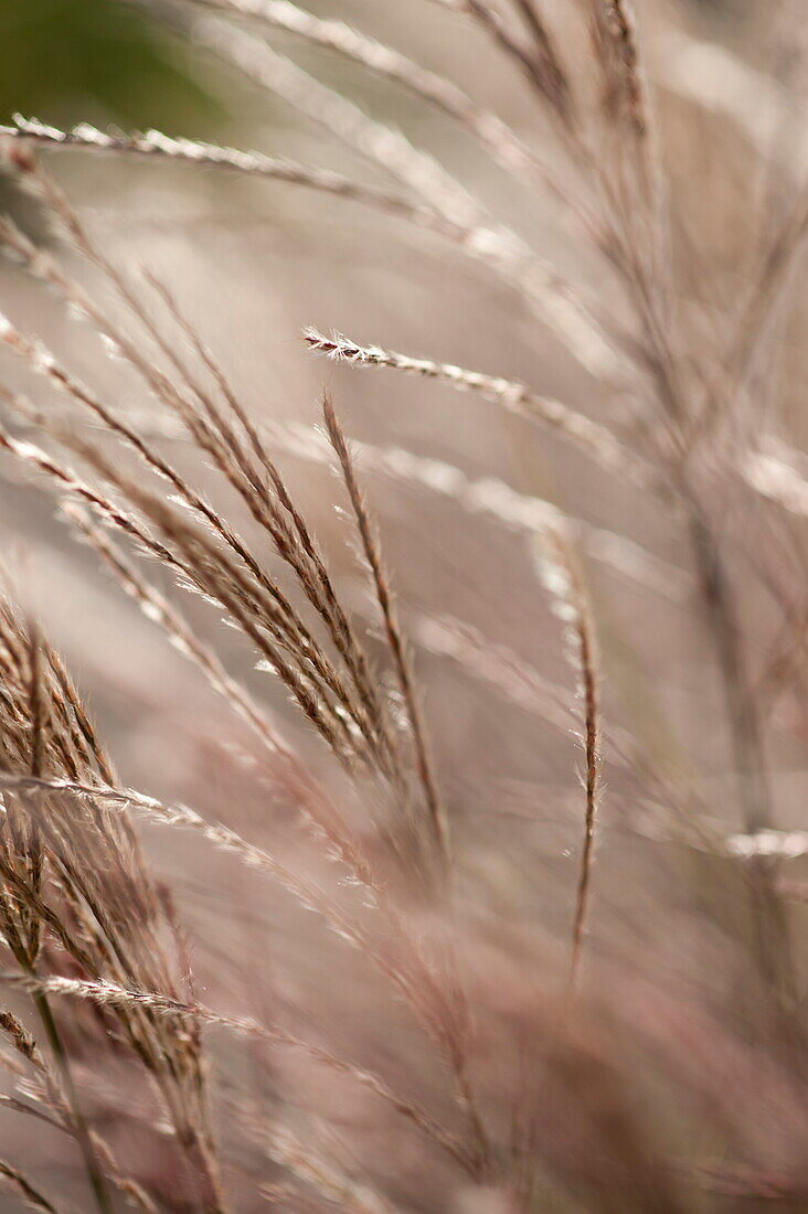 Plant portrait, Blagdon, Somerset, England, UK