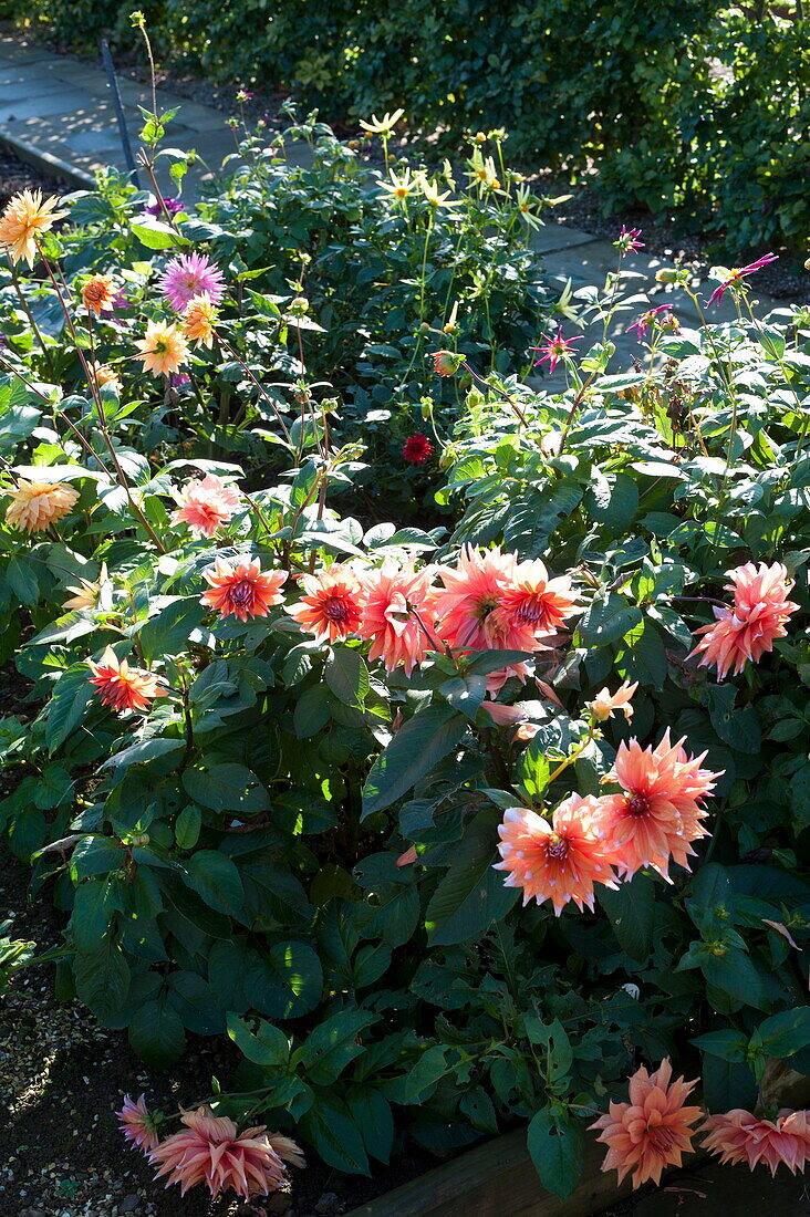 Pink flowering Dahlias, plant portrait, Blagdon, Somerset, England, UK