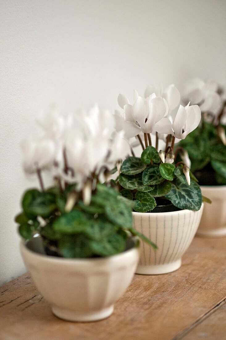 White cyclamen flowering in Wadebridge family home, North Cornwall, UK