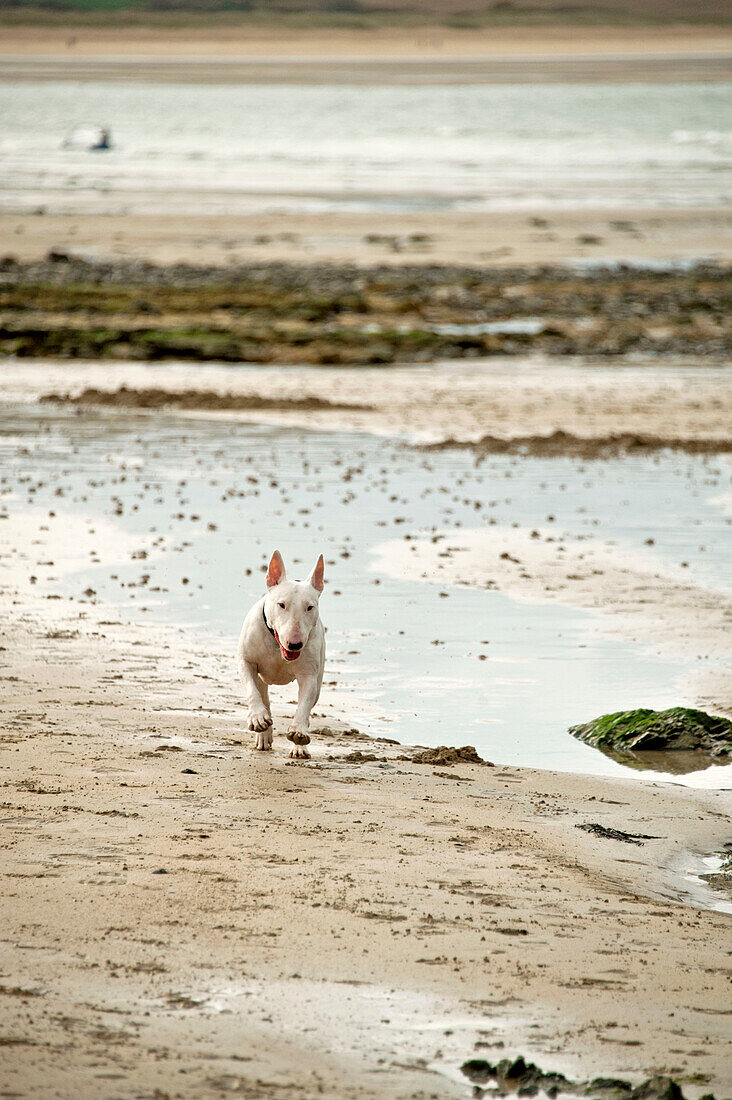 Bullterrier läuft bei Ebbe am Strand in Cornwall England