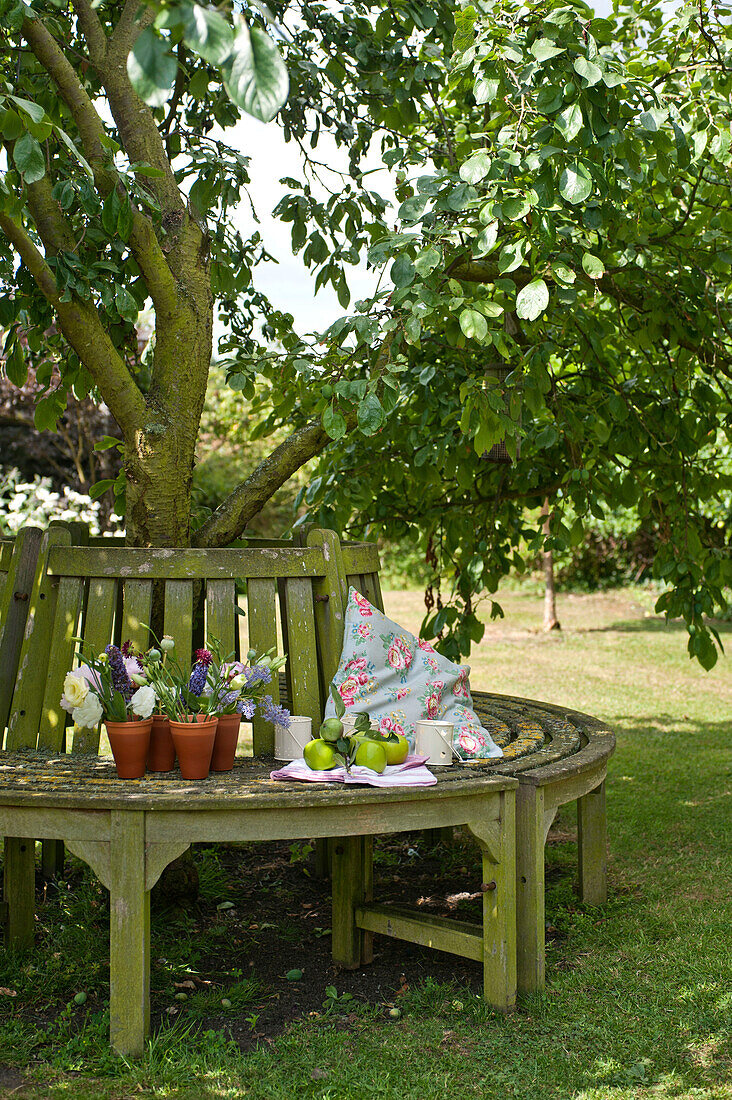 Terracotta flower pots on wooden circular bench under apple tree