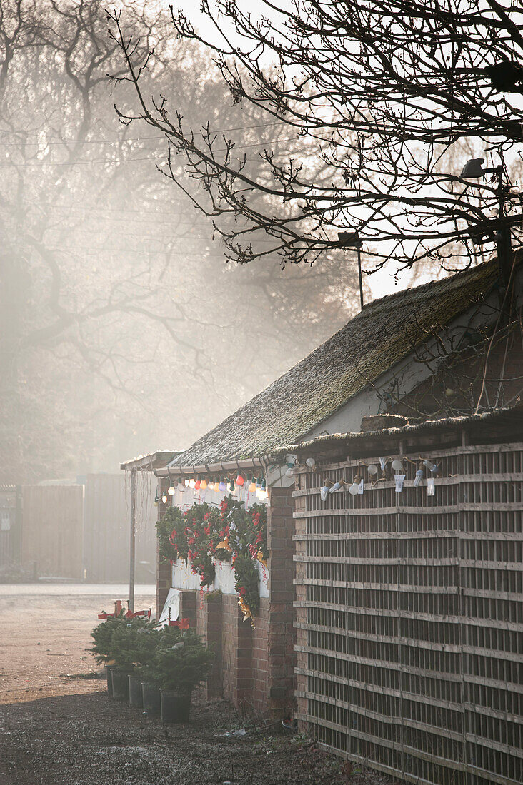 Weihnachtsbäume und Spalier in Hawkwell Farm Essex England UK