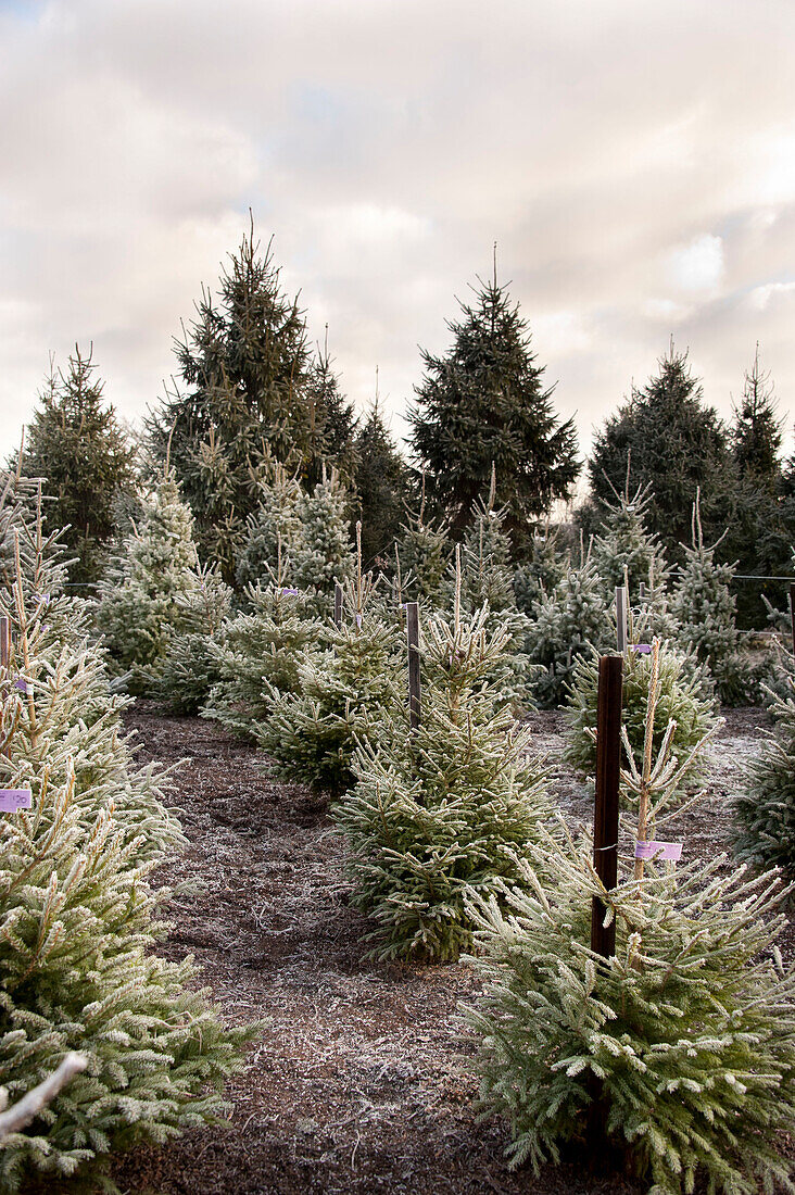 Pine trees on Hawkwell Christmas tree farm Essex England UK