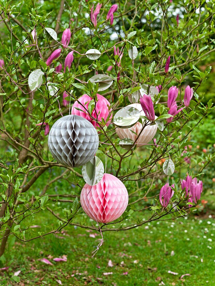 Paper cut Easter decorations hang in Magnolia tree Sussex garden UK