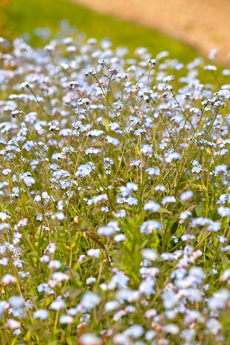 Flowering forget-me-nots in Sussex garden springtime England UK