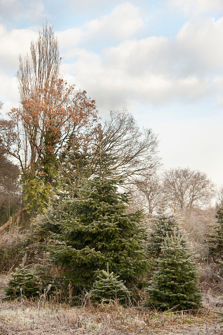 Verschiedene Tannenbäume auf der Hawkwell-Weihnachtsbaumfarm in Essex, England, Vereinigtes Königreich