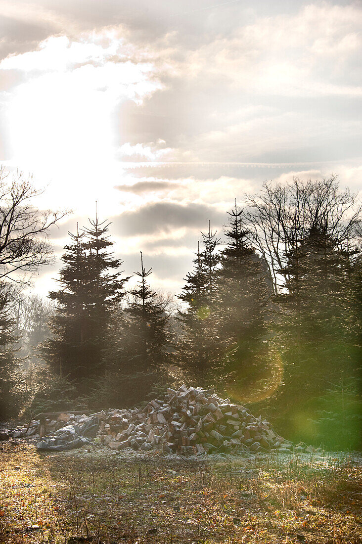 Sunlit woodland and log pile on Hawkwell tree farm Essex England UK