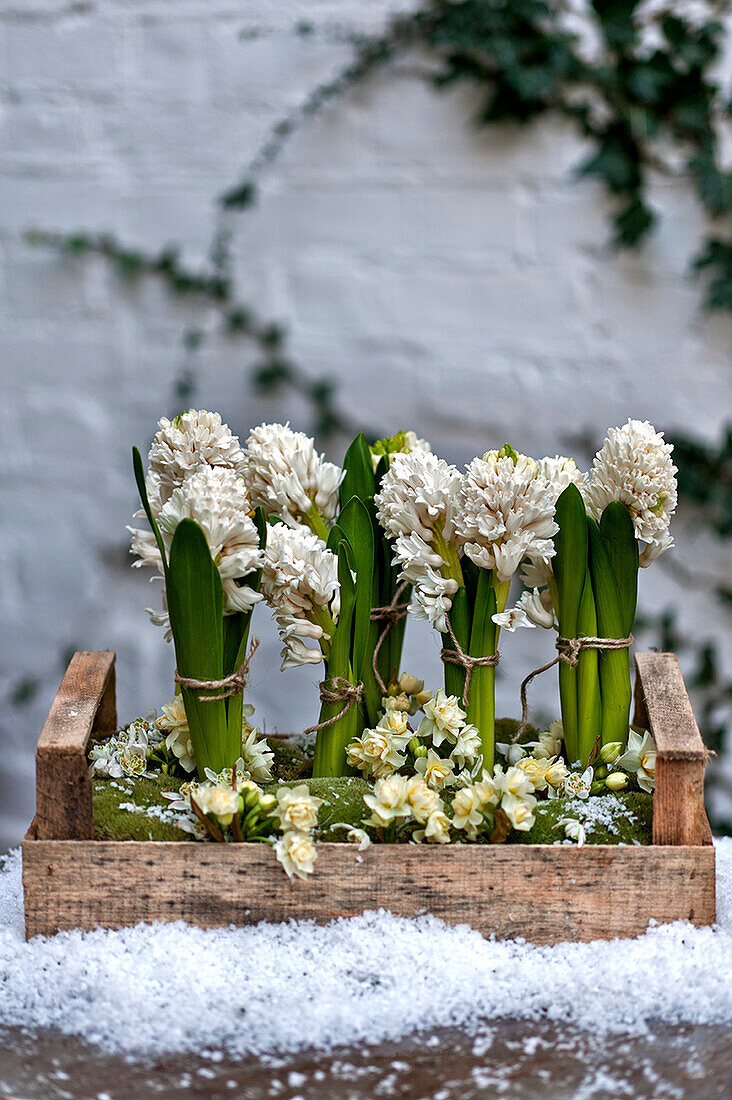 Hyazinthen (Hyacinthus) und Narzissen (Narcissus) in Holzkiste London England UK