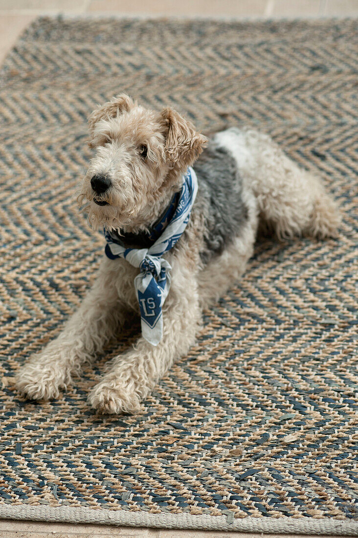 Pet dog lying on rug in Penzance farmhouse kitchen Cornwall England UK