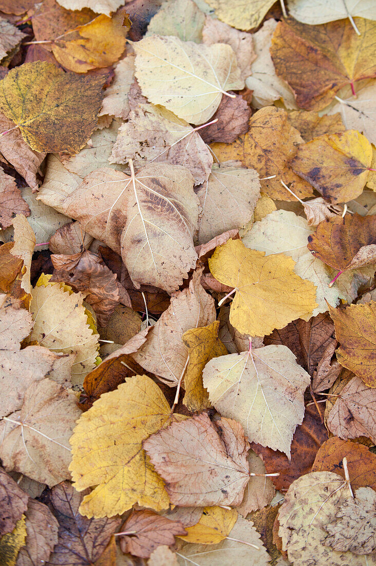 Variety of fallen Autumn leaves UK