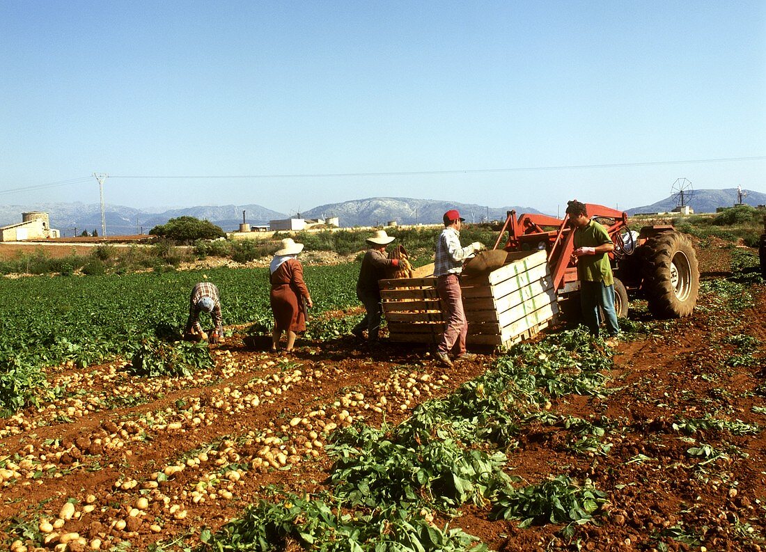 Feldarbeiter bei der Kartoffelernte; Mallorca; Spanien