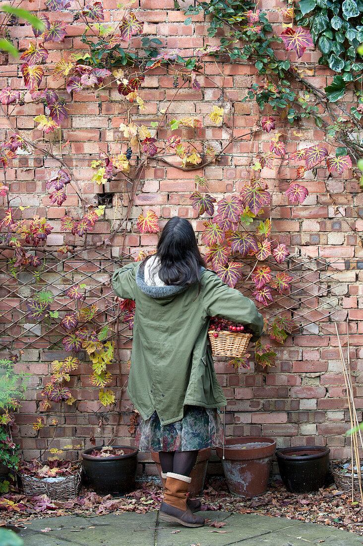 Frau sammelt Herbstblätter in einem gemauerten Garten UK