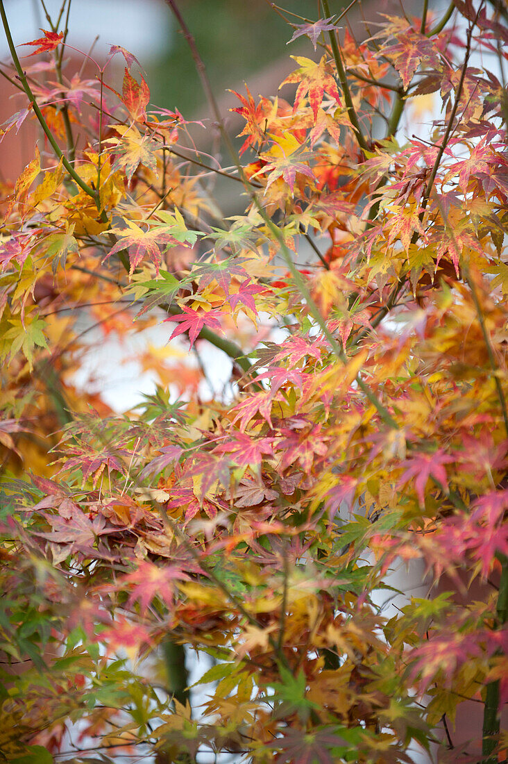 Die Blätter des japanischen Ahorns (Acer palmatum) wechseln im Herbst ihre Farbe UK